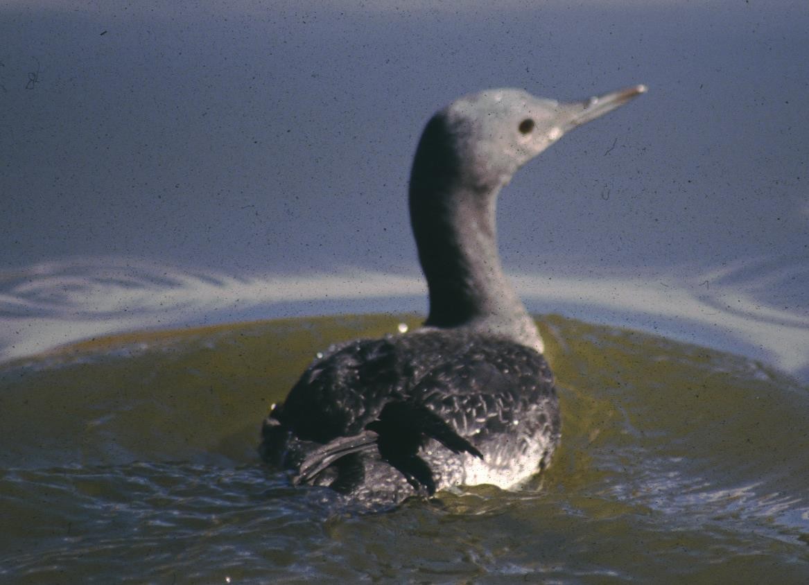 Red-throated Loon - Nancy Cox