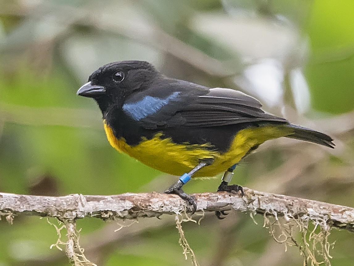 Black-and-gold Tanager - Leandro Arias