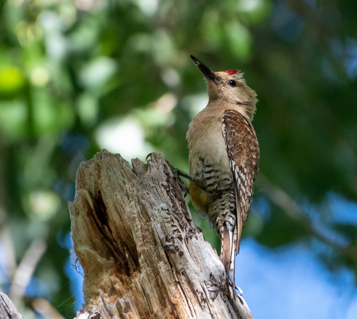 Gila Woodpecker - ML242188131