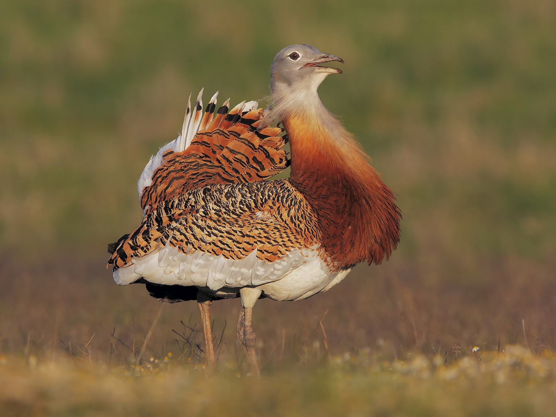 Great Bustard - Marco Valentini