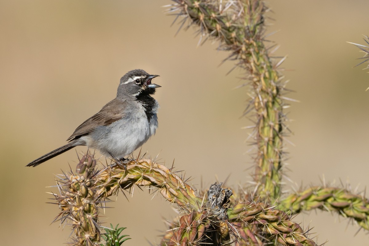 Black-throated Sparrow - Phil Chaon