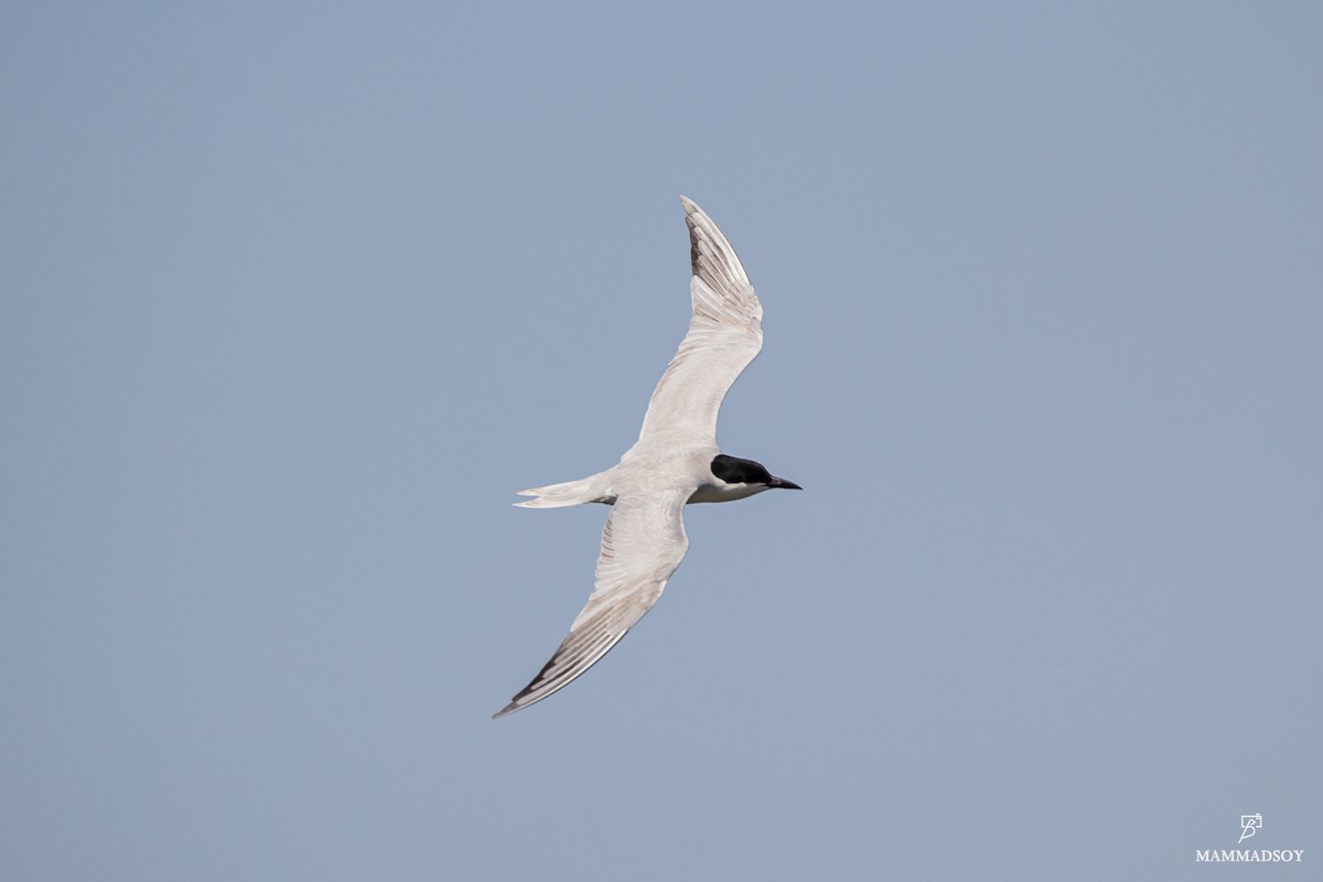Gull-billed Tern - ML242194021