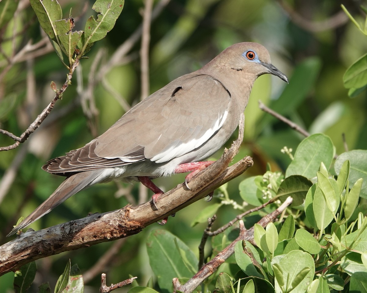 eBird Checklist - 2 Jun 2020 - J. N. Ding Darling NWR--Wildlife Drive ...