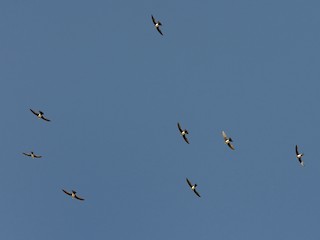 Стрипибші жалап алды