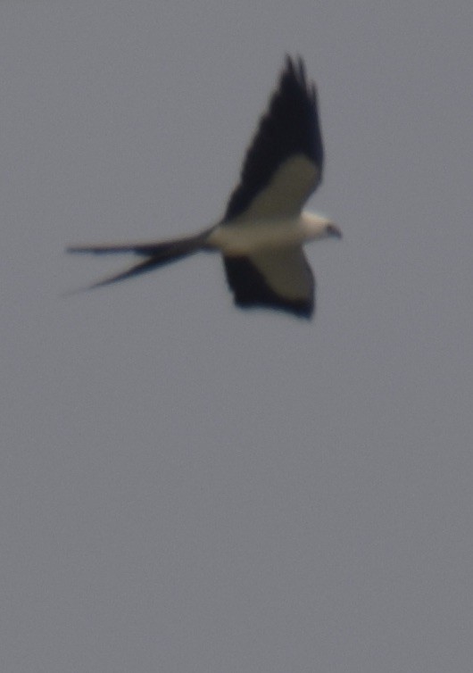 Swallow-tailed Kite - Tom Knupp