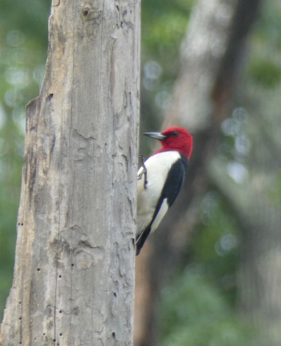 Red-headed Woodpecker - ML242199051