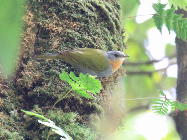 Photos - Madanga - Anthus ruficollis - Birds of the World