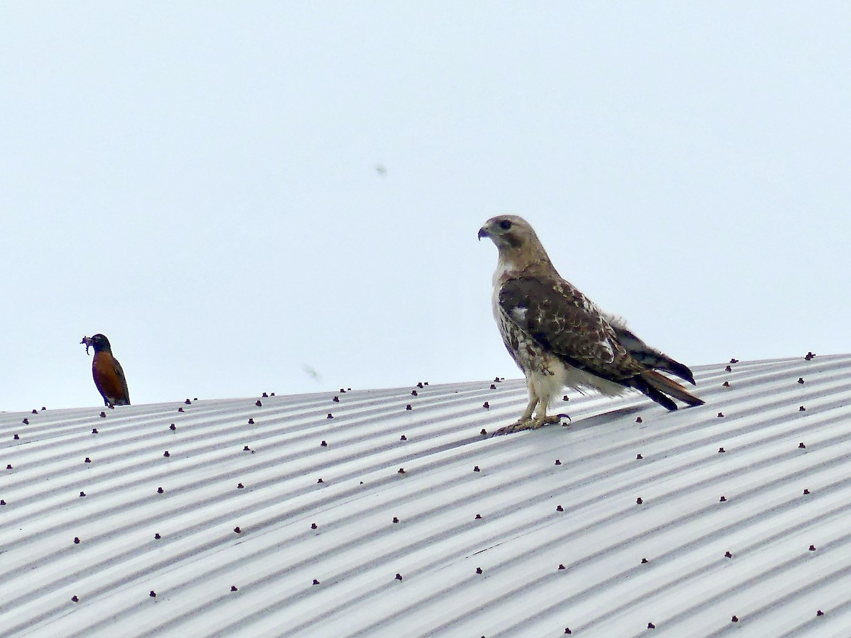 Red-tailed Hawk - ML242205061