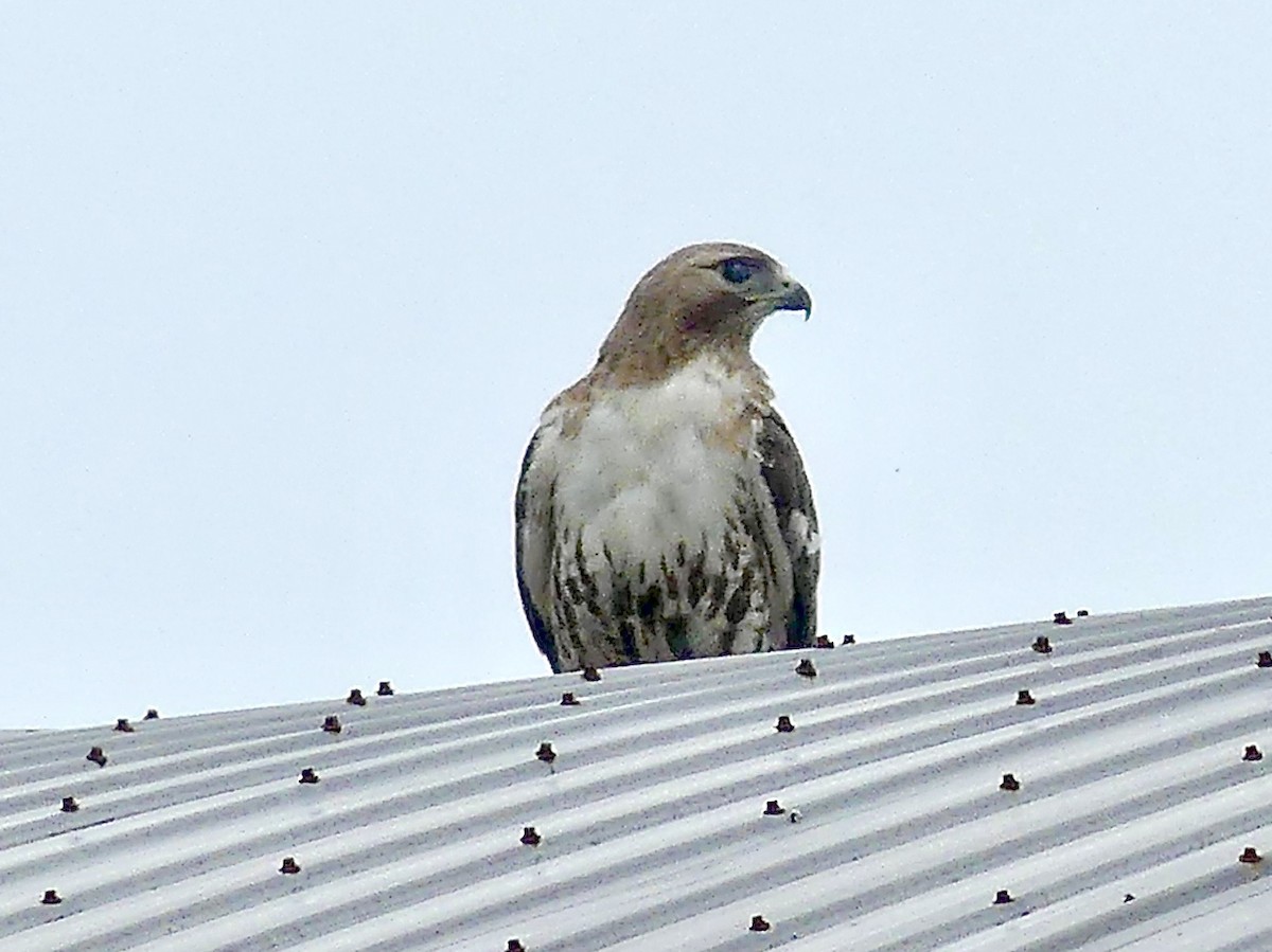 Red-tailed Hawk - ML242205071