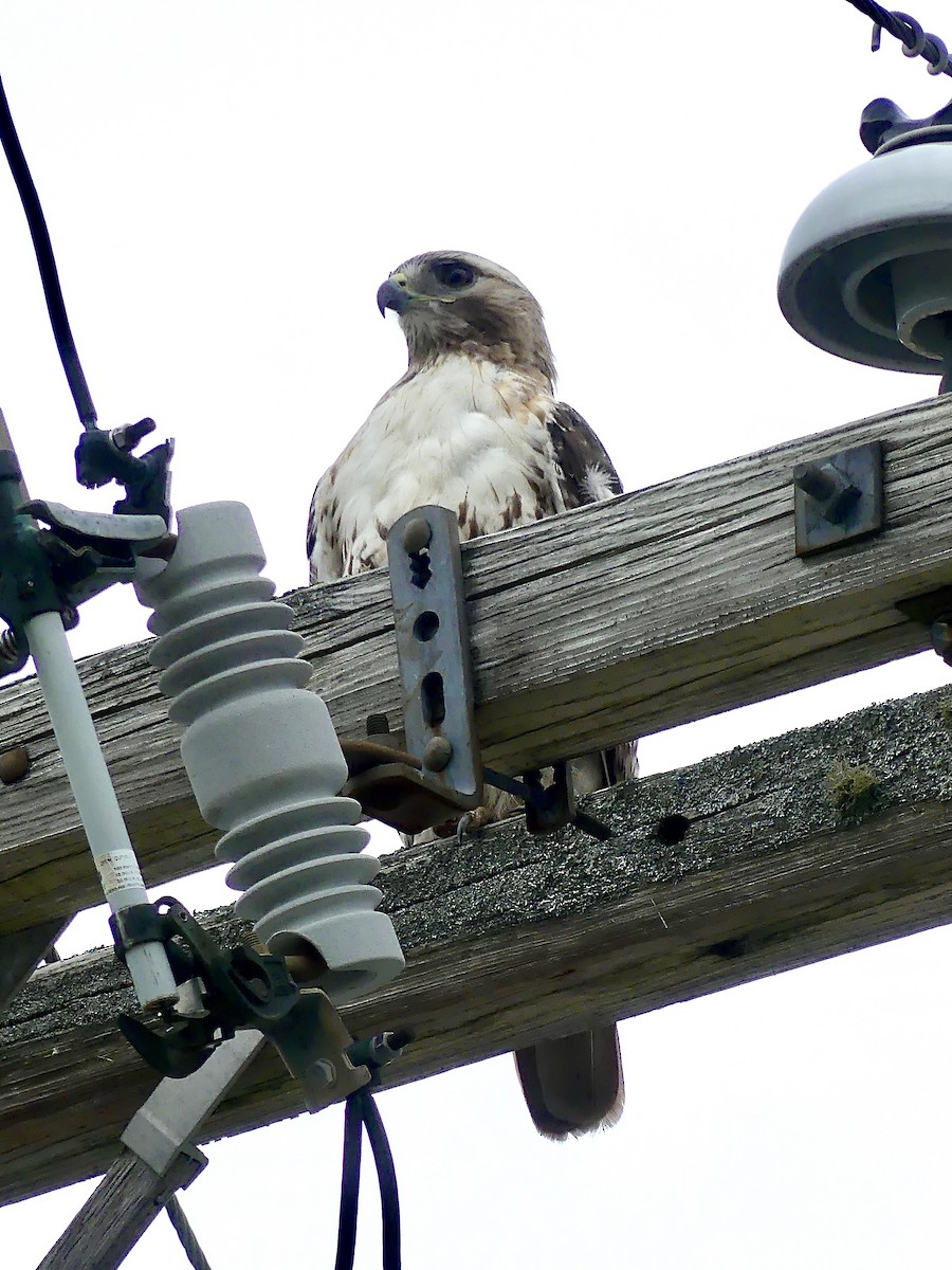 Red-tailed Hawk - ML242205191