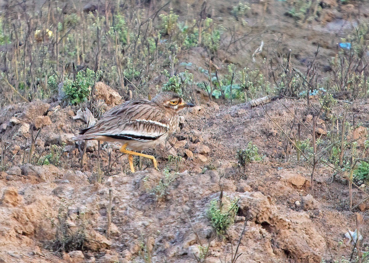 Indian Thick-knee - ML242207361
