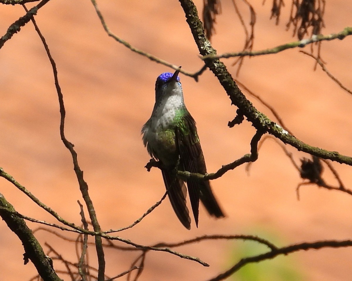 Azure-crowned Hummingbird (Azure-crowned) - ML242208491
