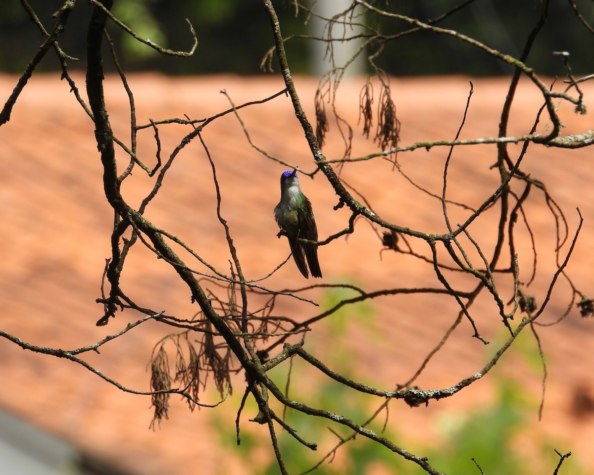 Azure-crowned Hummingbird (Azure-crowned) - ML242208511