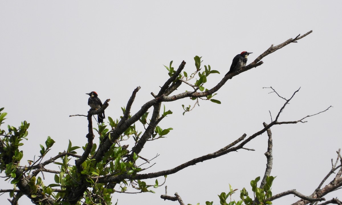 Acorn Woodpecker (Acorn) - ML242210021