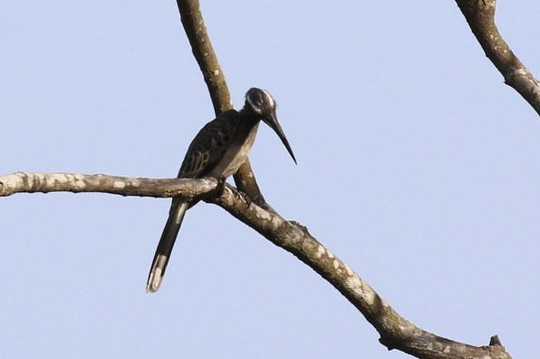African Gray Hornbill - ML24221041