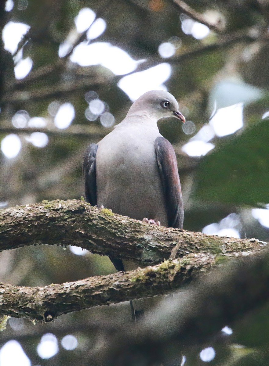 Mountain Imperial-Pigeon - Tom Driscoll