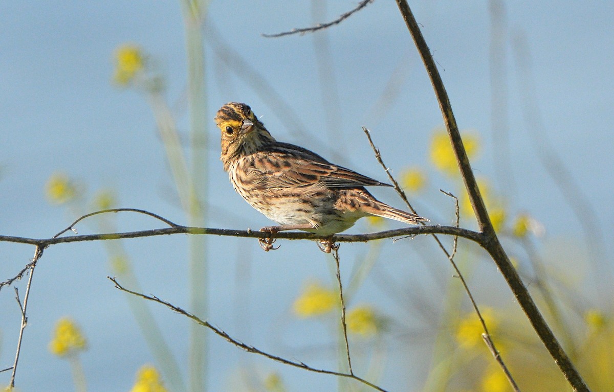 Savannah Sparrow - ML242215631