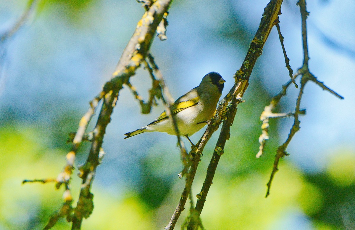 Lawrence's Goldfinch - ML242216591