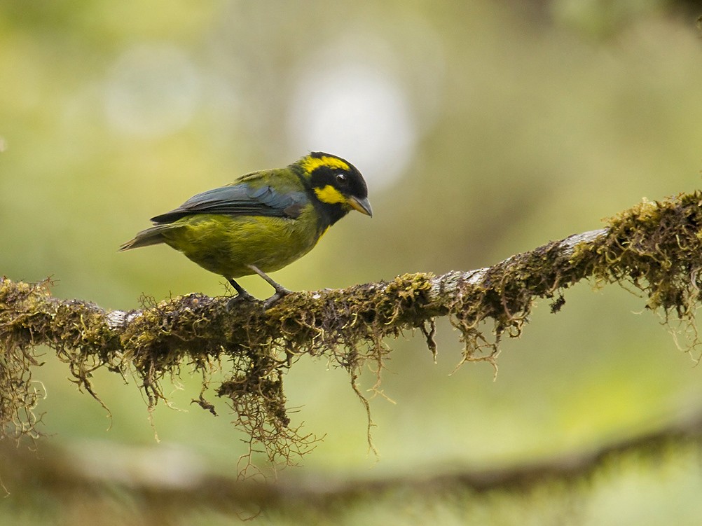 Gold-ringed Tanager - Dusan Brinkhuizen