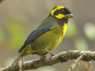 - Gold-ringed Tanager