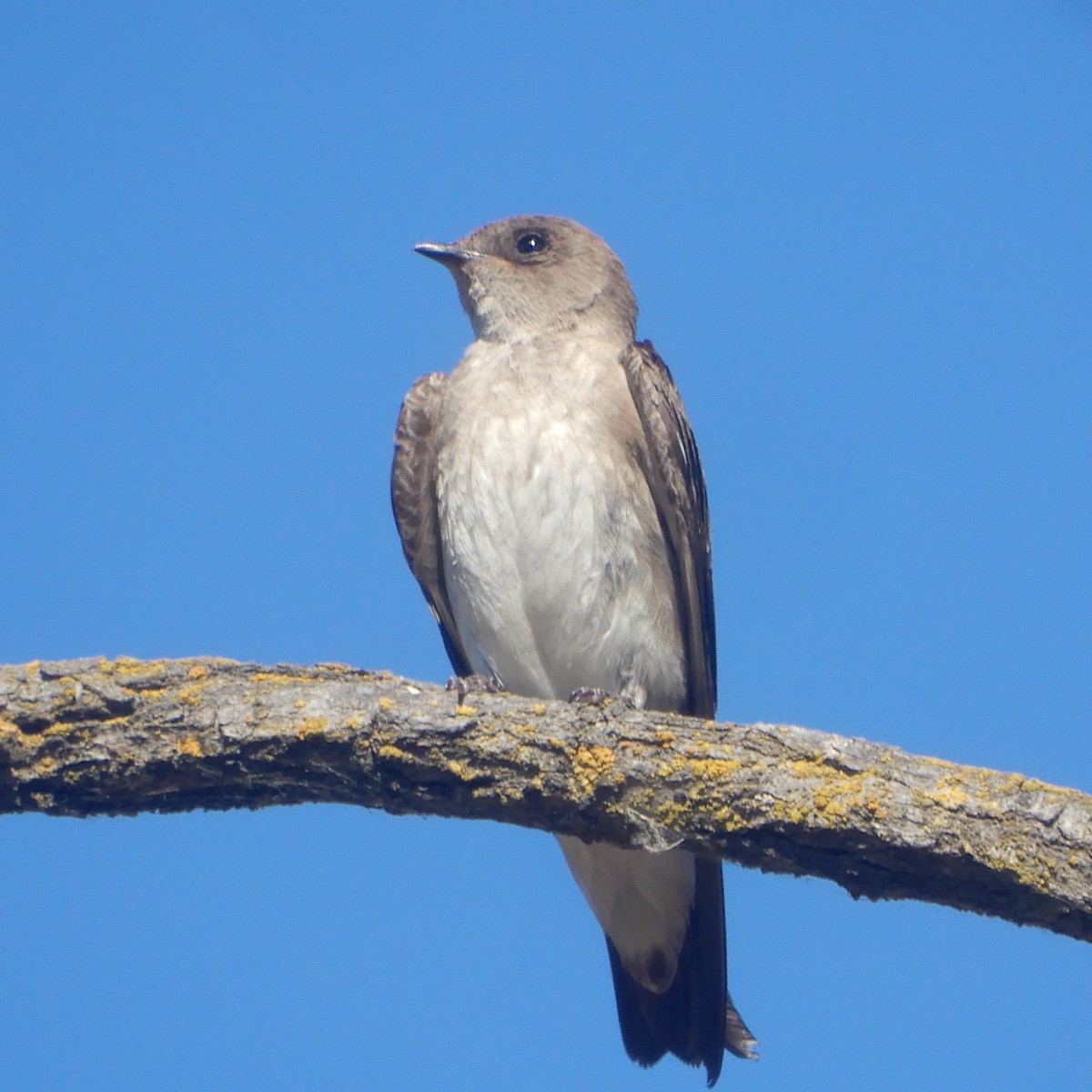 Northern Rough-winged Swallow - ML242218821