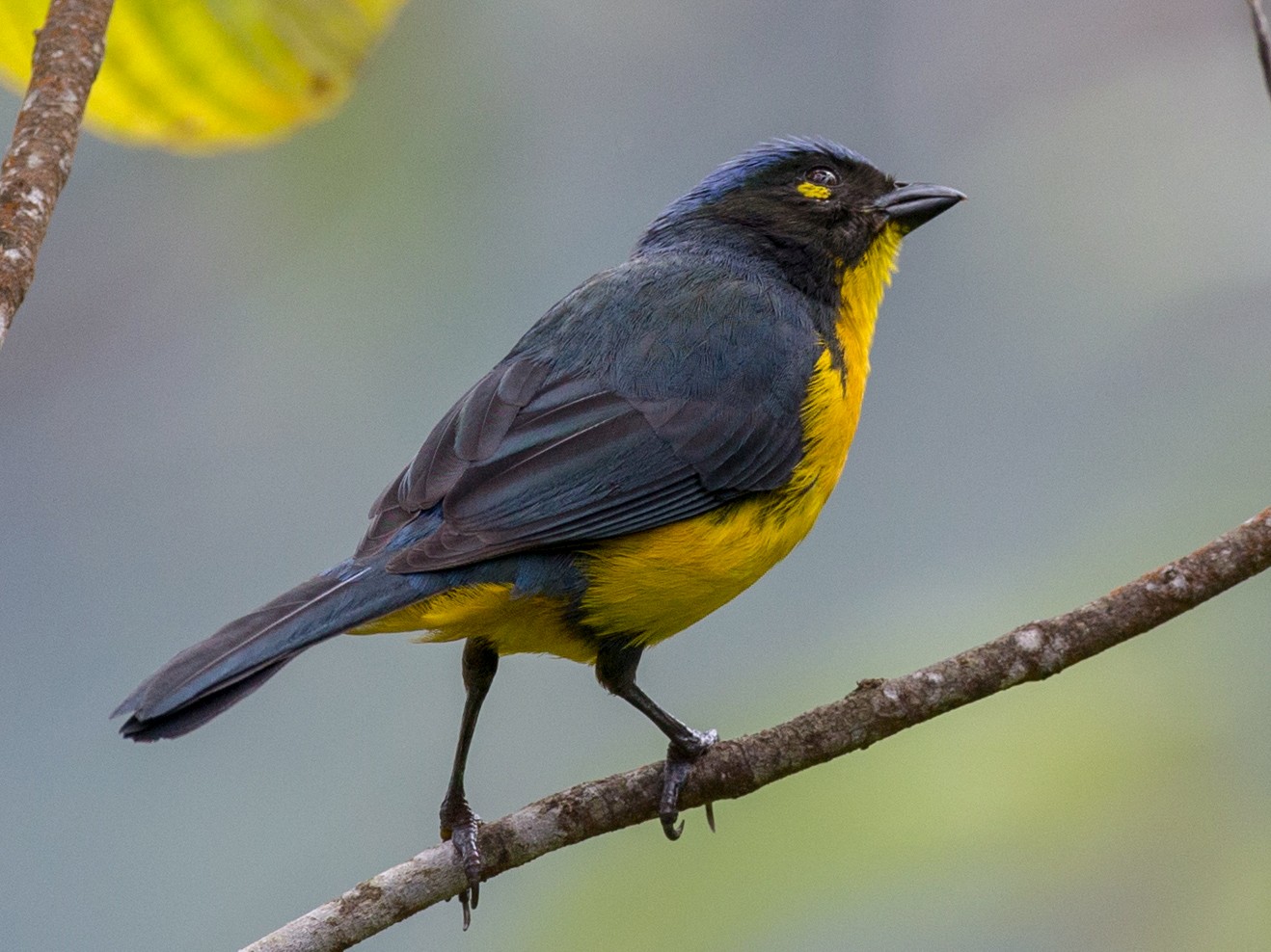 Black-cheeked Mountain Tanager - Chris Wood