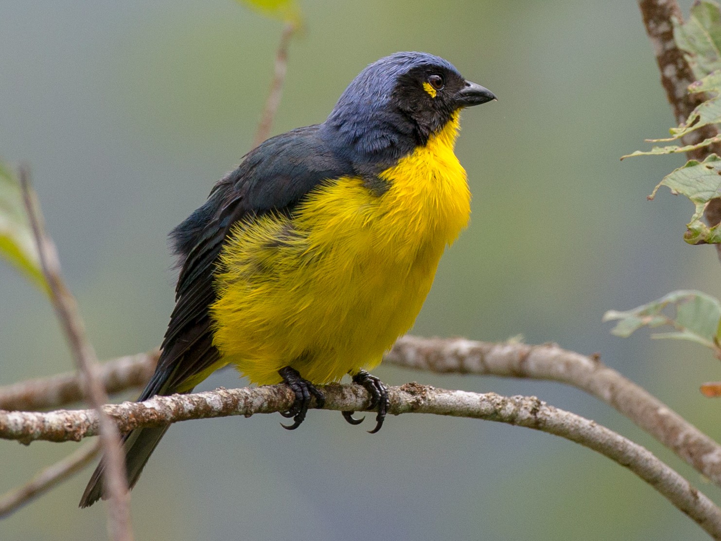 Black-cheeked Mountain Tanager - Chris Wood