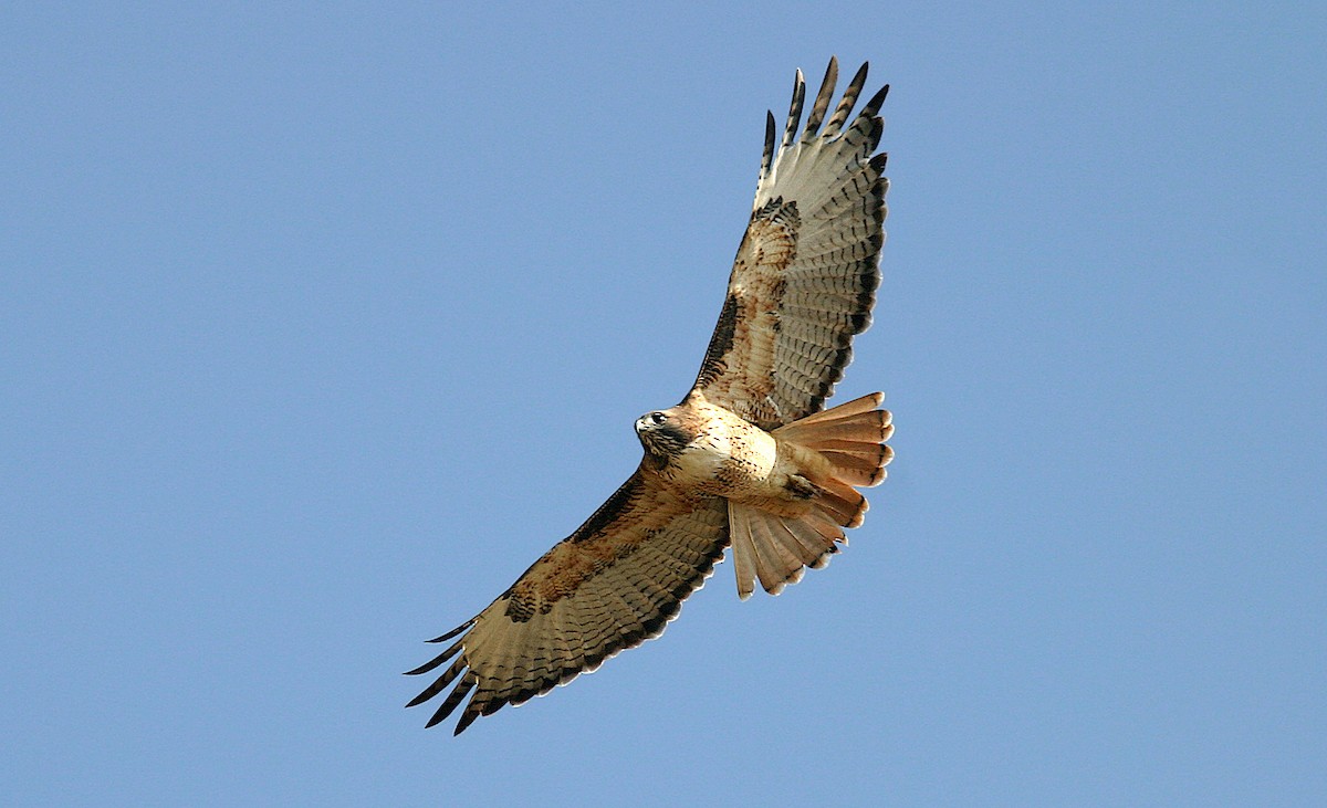 Red-tailed Hawk (calurus/alascensis) - ML242221201