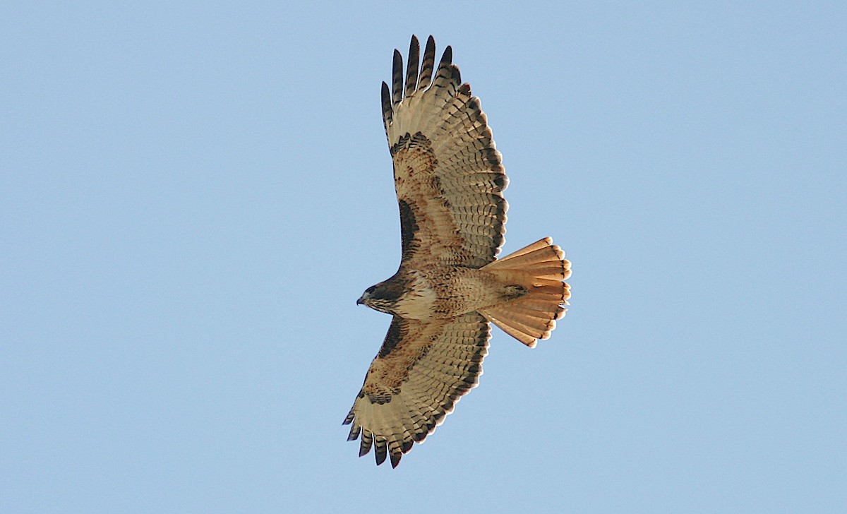 Red-tailed Hawk (calurus/alascensis) - ML242221221