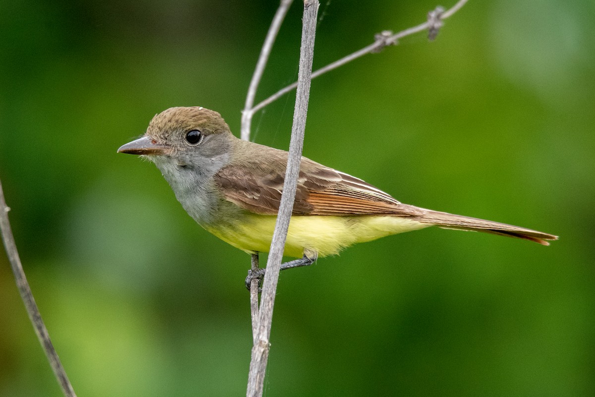 Great Crested Flycatcher - Ian Campbell