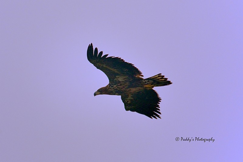 White-tailed Eagle - Padmanav Kundu