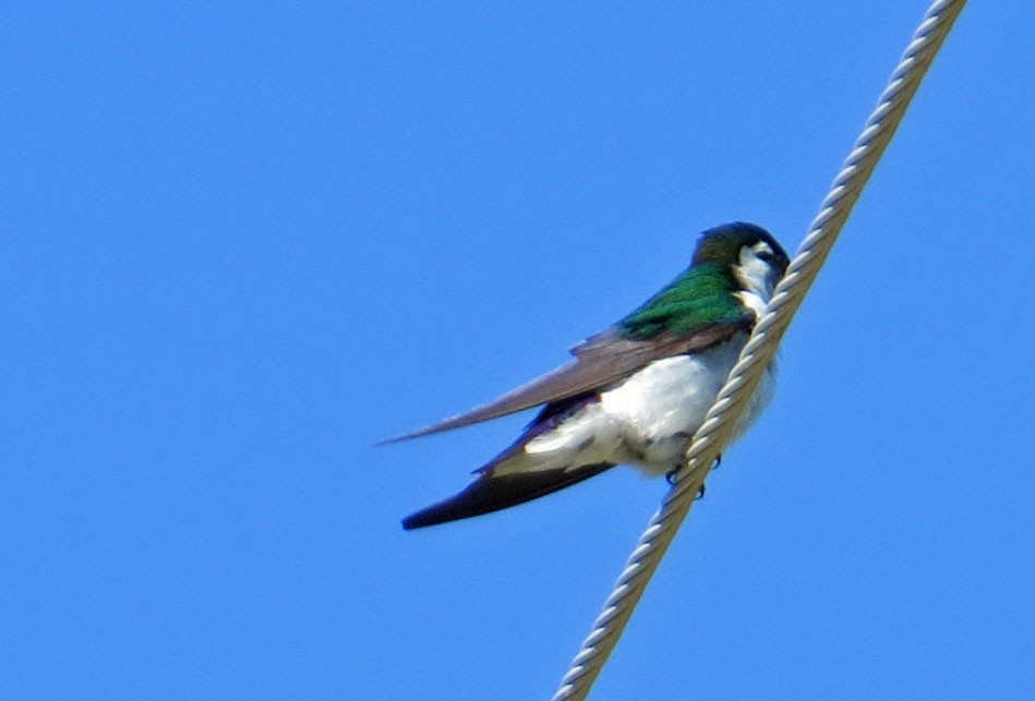 Violet-green Swallow - Judy Liddell