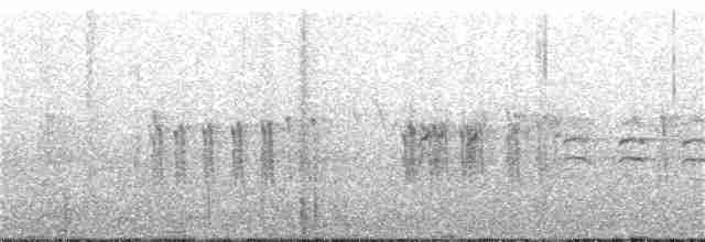 křivka bělokřídlá - ML242230301