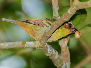  - Rufous-cheeked Tanager