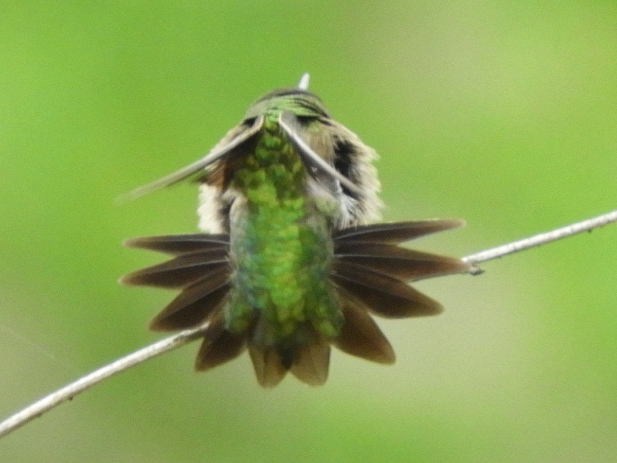 Ruby-throated Hummingbird - Pat Phillips