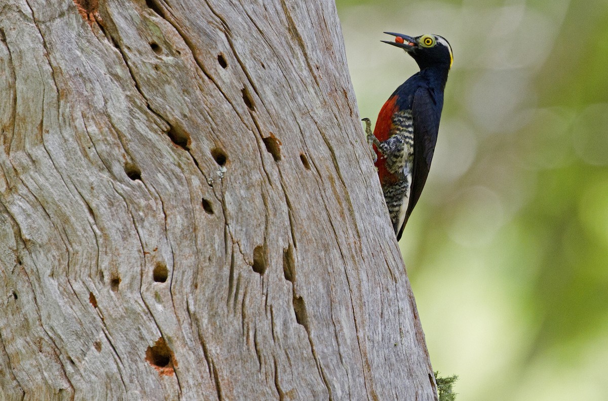Yellow-tufted Woodpecker - ML242233041