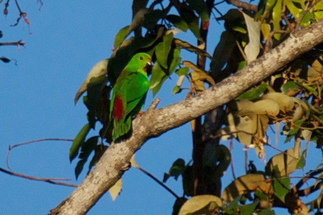 Sulawesi Hanging-Parrot - ML242235661
