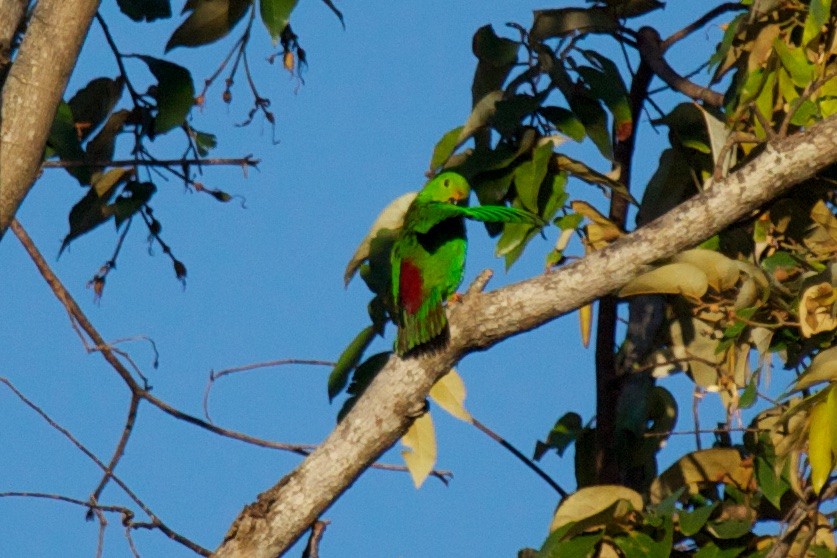 Sulawesi Hanging-Parrot - ML242235671
