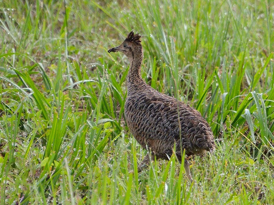 Huayco Tinamou - Luis Fernandez