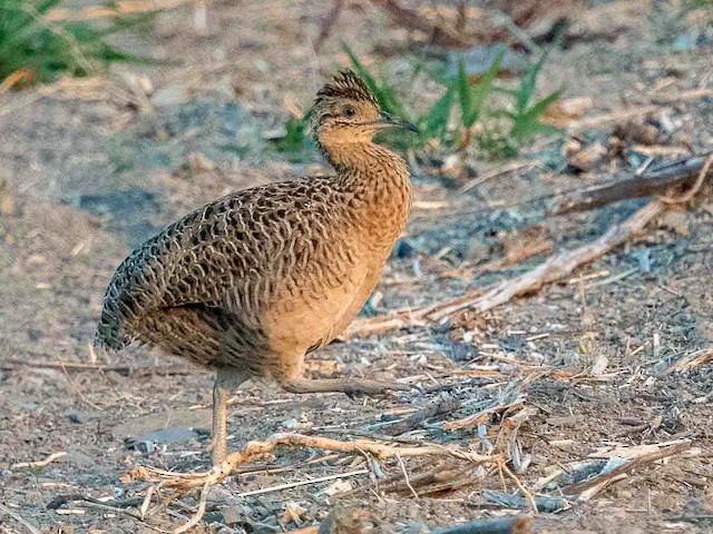 Rohiblar bilan rohibalar porno video