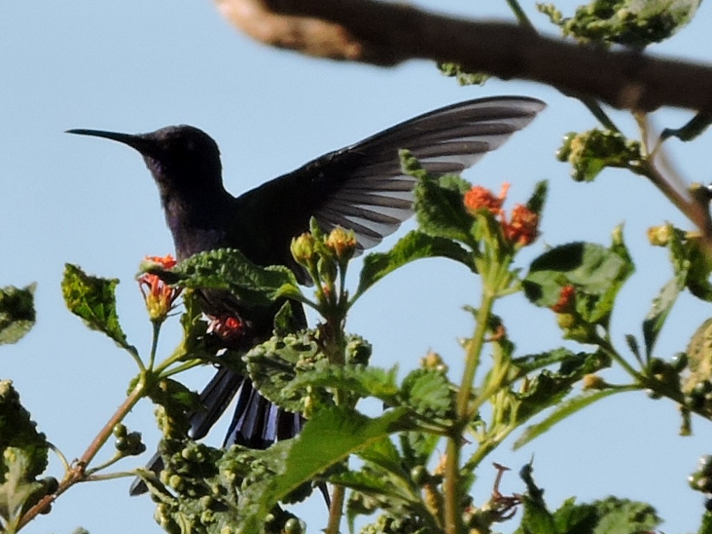 Swallow-tailed Hummingbird - ML242243971