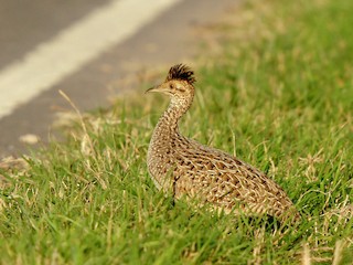  - Brushland Tinamou