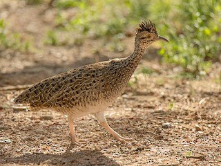 - Brushland Tinamou