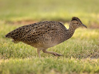  - Brushland Tinamou