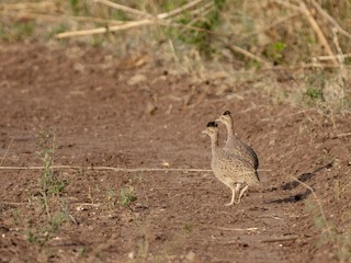  - Brushland Tinamou
