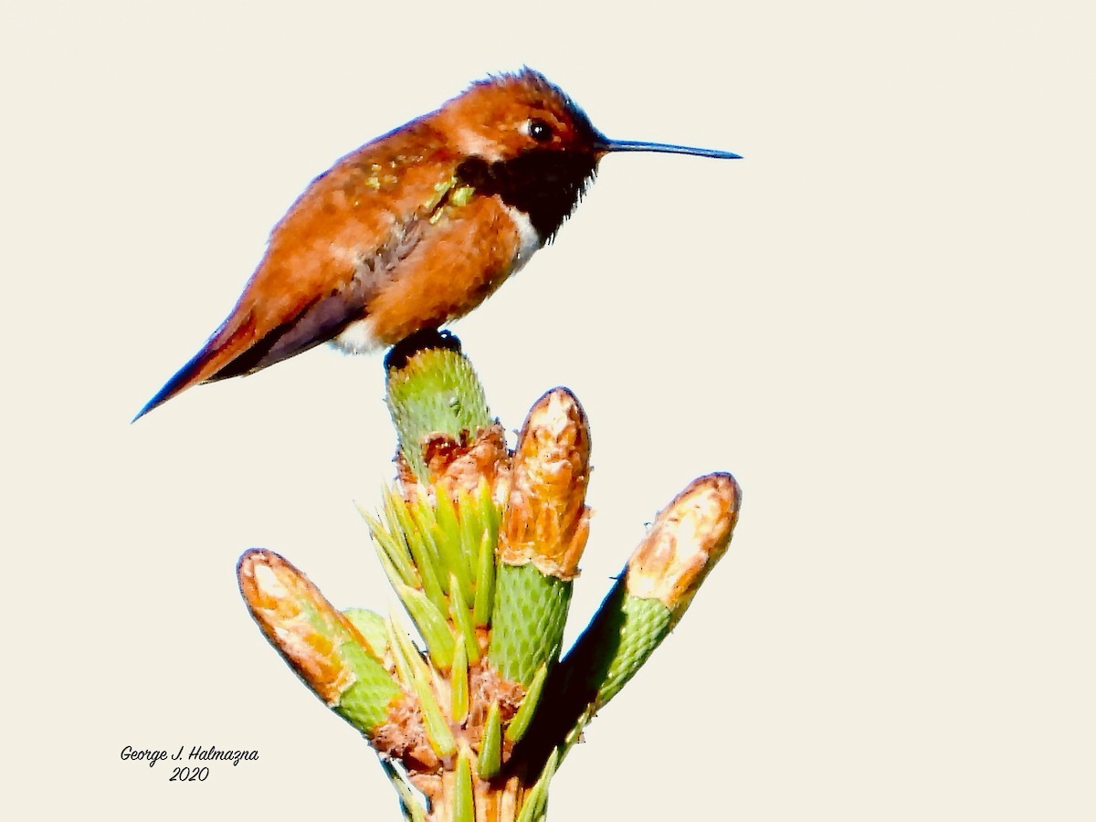 Rufous Hummingbird - ML242250571