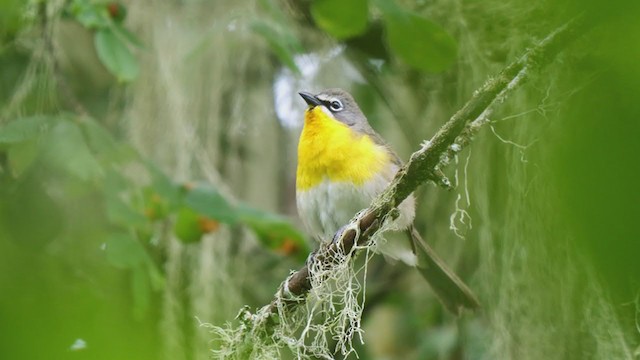 Yellow-breasted Chat - ML242251791