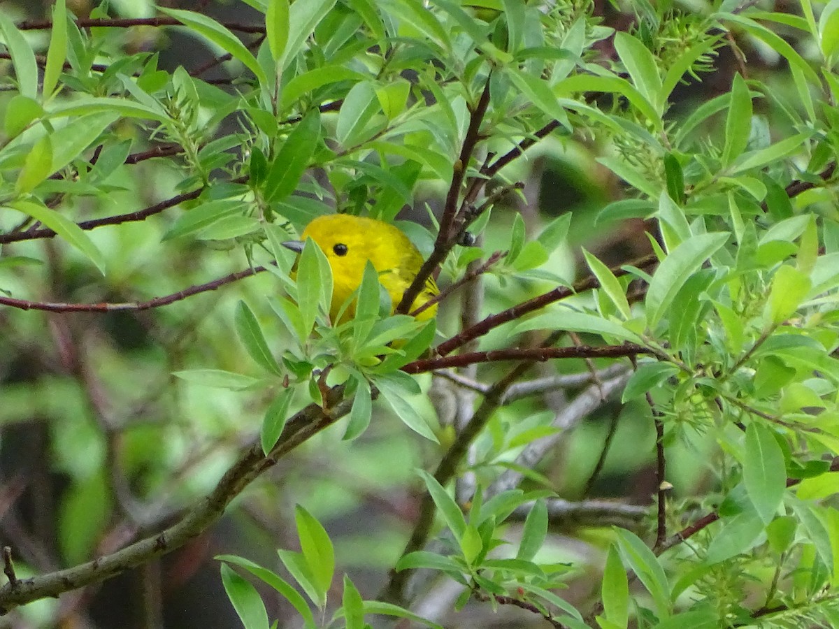 Yellow Warbler (Northern) - ML242252751