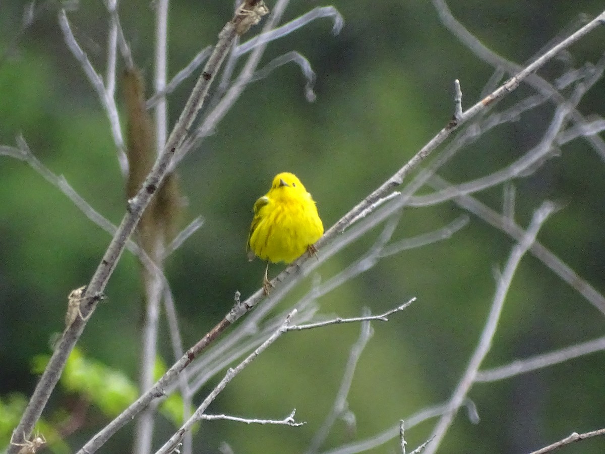 Yellow Warbler (Northern) - Shey Claflin