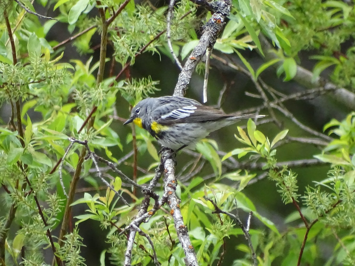 Yellow-rumped Warbler (Audubon's) - Shey Claflin